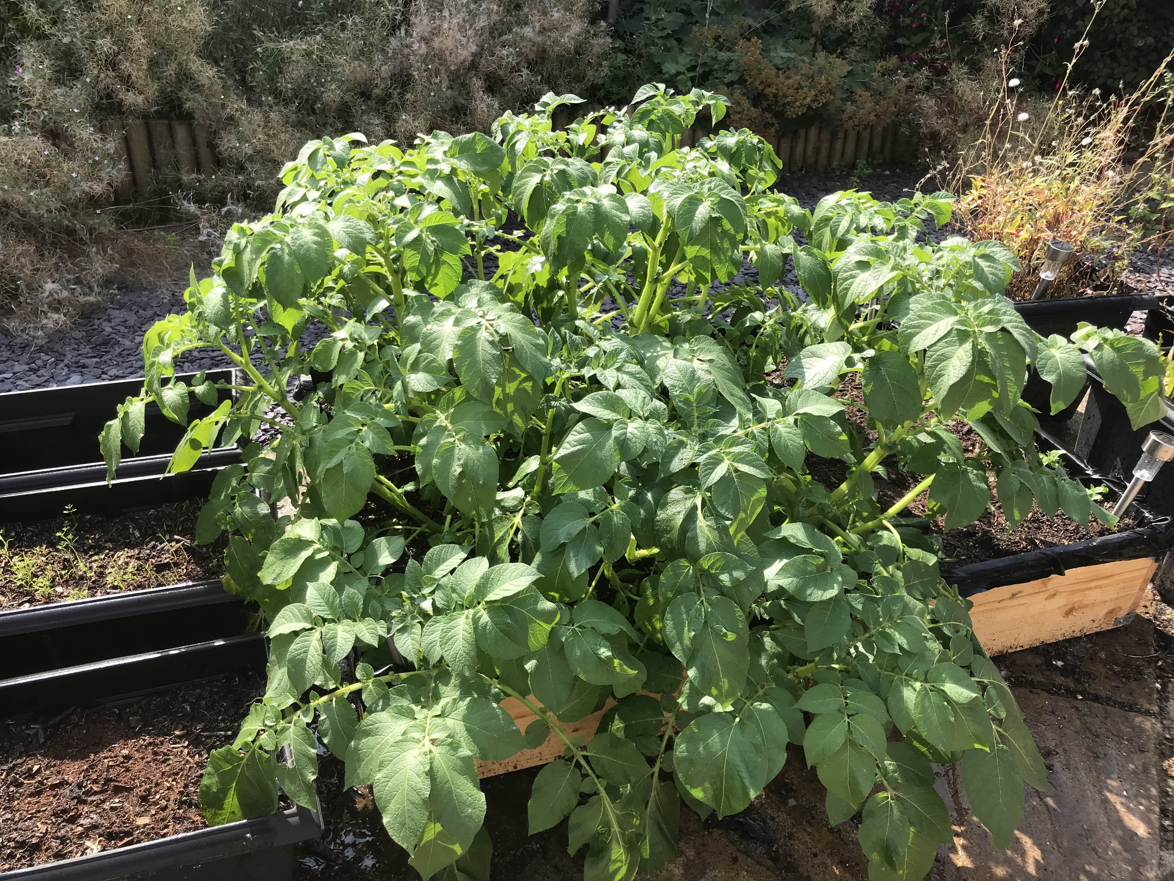 growing potateys