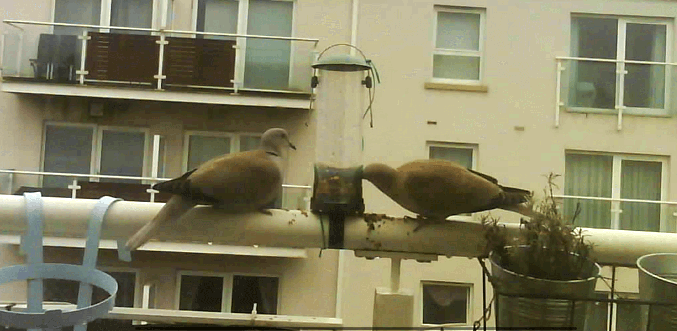two collared doves
